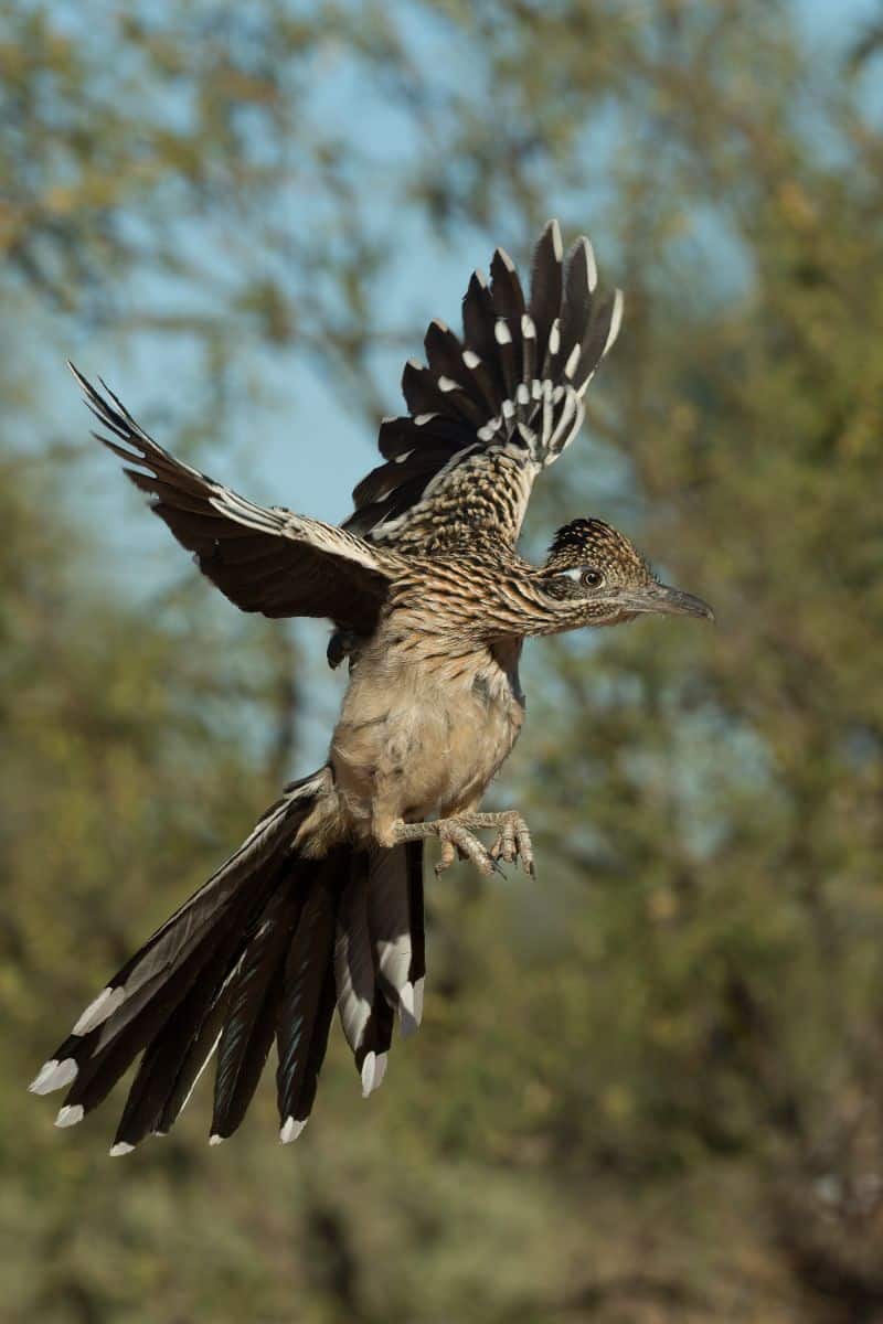 Roadrunner Spiritual Meaning