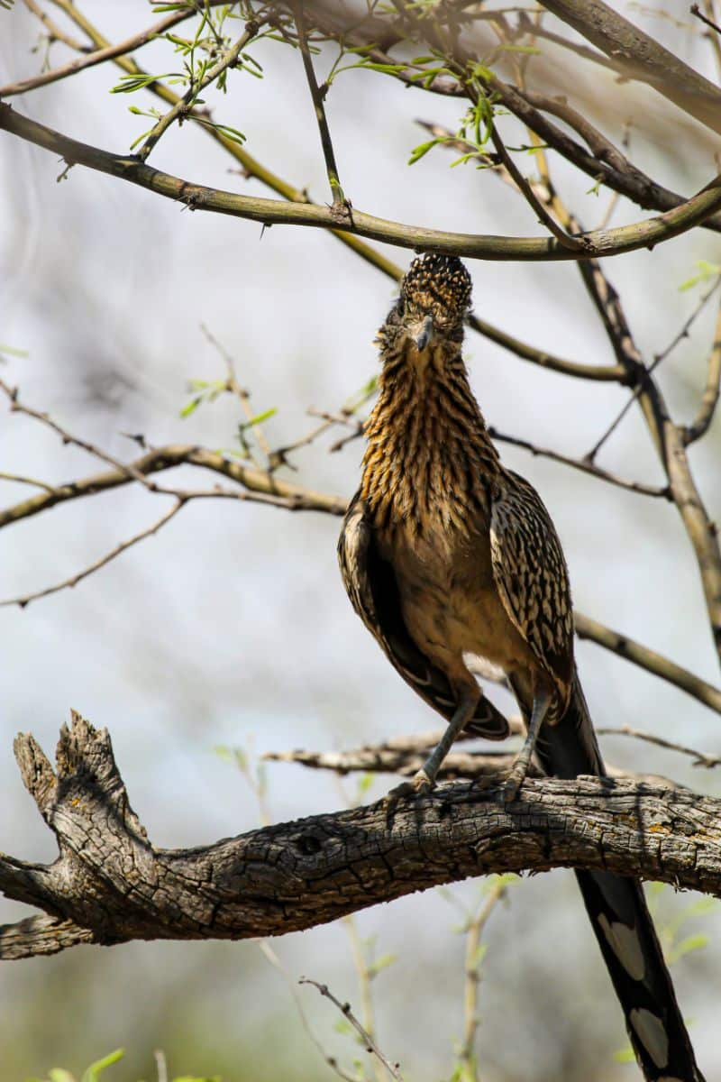 Roadrunner Spiritual Meaning