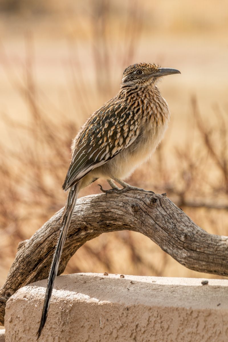 Roadrunner Spiritual Meaning