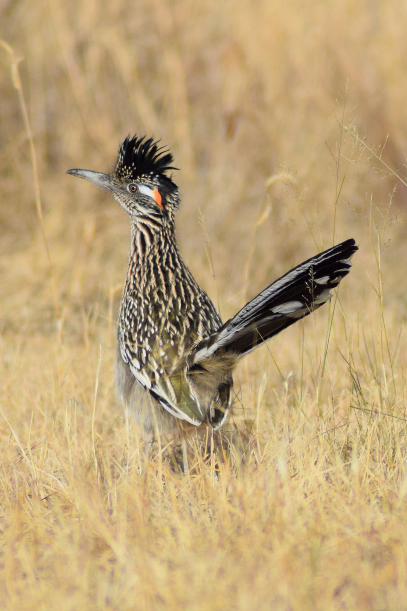 Roadrunner Spiritual Meaning